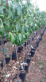 Carica immagine nel visualizzatore Galleria, PIANTA DA FRUTTO SUSINO GOCCIA D'ORO in vaso 20 età 2/3 anni