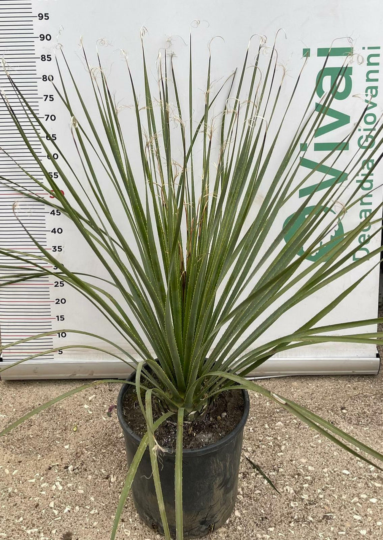 PIANTA DI DASYLIRION LONGISSIMUM IN VASO   cucchiaio del deserto