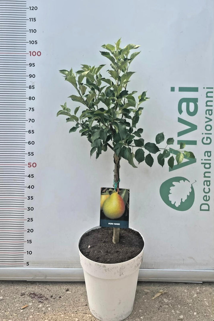 PIANTA DA FRUTTO PERO NANO in vaso bianco (foto reali)