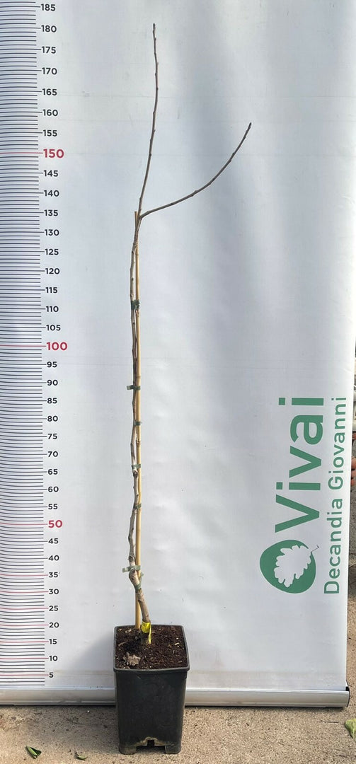 3 Piante di Pistacchio NAPOLETANA (2 Femmina + 1 Maschio) Innesto 4 Anni