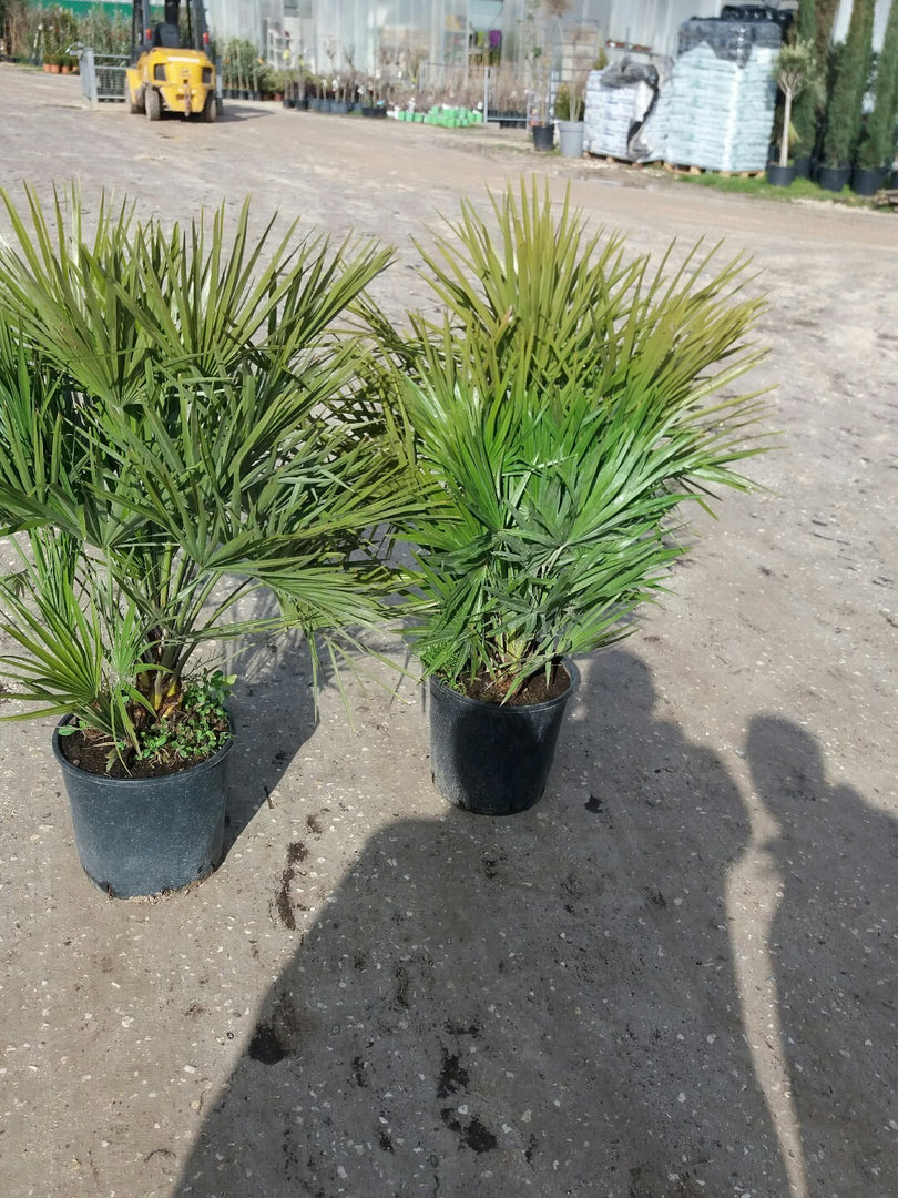 PIANTA DI CHAMEROPS UMILIS PALMA NANA VASO 28 CM  ALTEZZA 130 CM (foto reali)