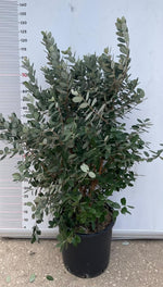 Carica immagine nel visualizzatore Galleria, PIANTA DI FEIJOA ACCA SELLOWIANA IN VASO 30 altezza 120/140 cm (foto reali)