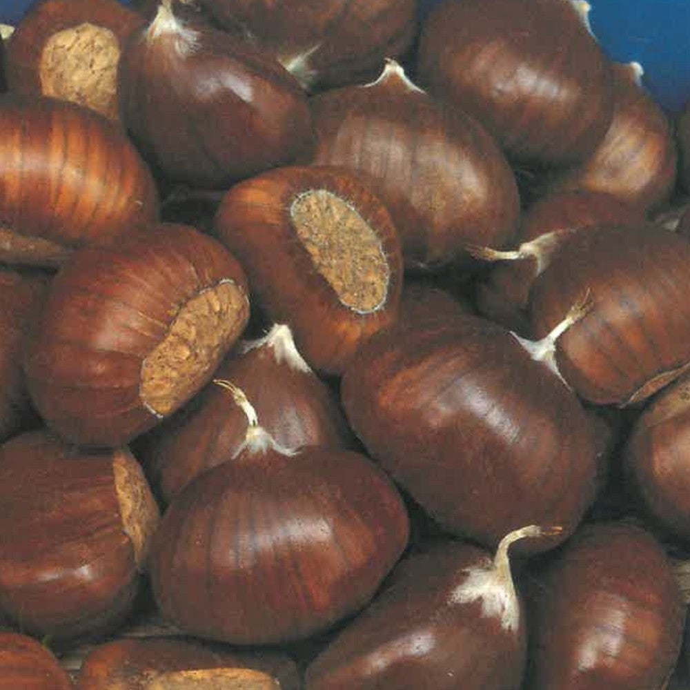 PIANTA DA FRUTTO CASTAGNO COMUNE in vaso 20 - età 2/3 anni (foto reali)