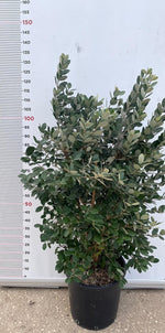 Carica immagine nel visualizzatore Galleria, PIANTA DI FEIJOA ACCA SELLOWIANA IN VASO 30 altezza 120/140 cm (foto reali)