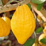 Carica immagine nel visualizzatore Galleria, PIANTA DI CEDRO (Citrus Medica) in vaso 24 - età 3/4 anni (foto reali)