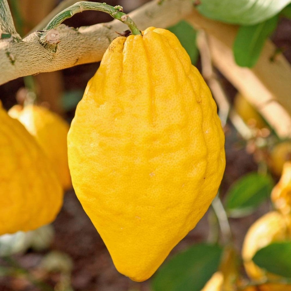 PIANTA DI CEDRO (Citrus Medica) in vaso 24 - età 3/4 anni (foto reali)