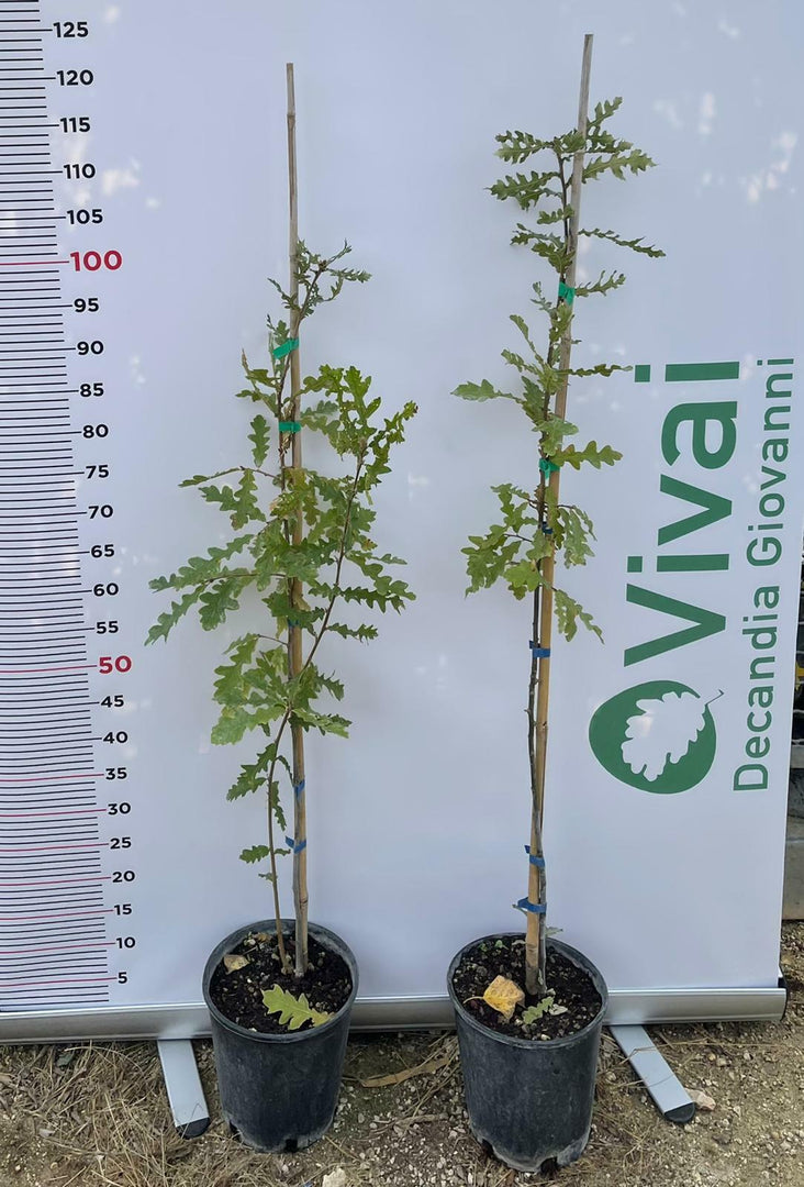PIANTE DI QUERCIA CERRO Q. CERRIS IN VASO 24 CM ALTEZZA 80/100CM (foto reale)