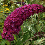 Carica immagine nel visualizzatore Galleria, PIANTA DI BUDDLEJA IN VASO 18 CM ALBERO DELLA FARFALLA colori mix