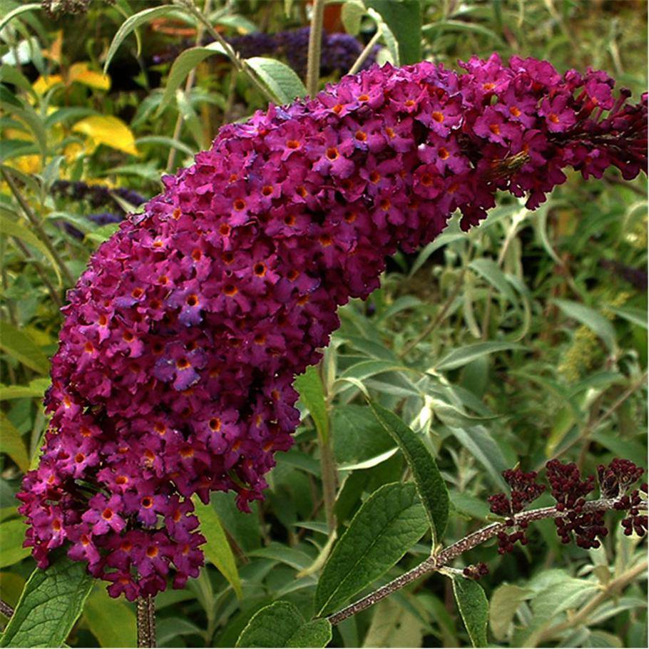 PIANTA DI BUDDLEJA IN VASO 18 CM ALBERO DELLA FARFALLA colori mix