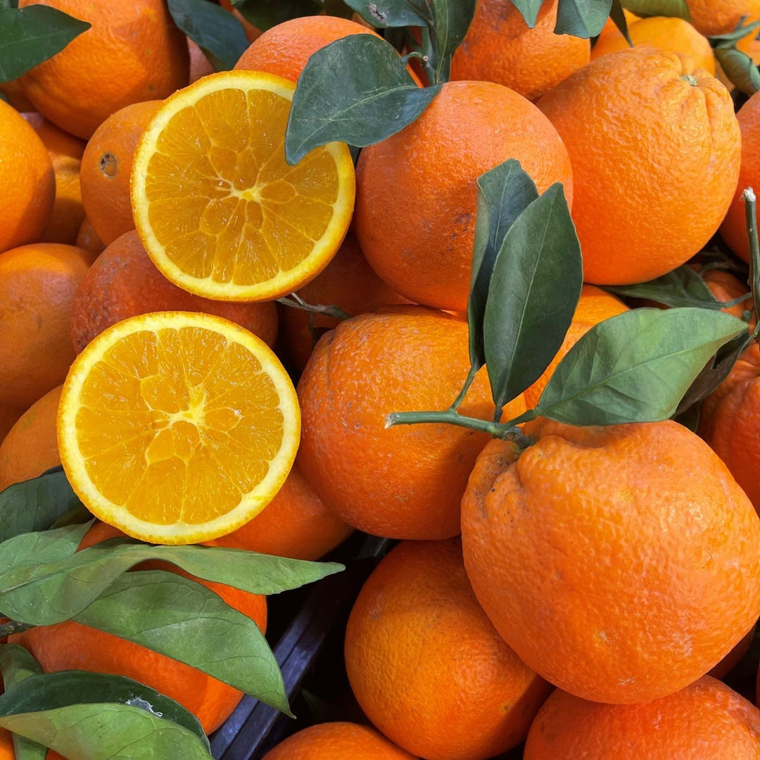 PIANTA DI ARANCIO NAVEL in fitocella - età 2/3 anni (foto reali)