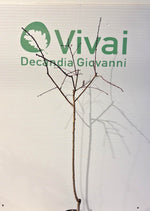 Carica immagine nel visualizzatore Galleria, N.10 PORTAINNESTO GF677 a radice nuda età 2/3 anni (foto reali)