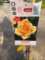 Carica immagine nel visualizzatore Galleria, PIANTA DI ROSA ALBERELLO BARNI  VASO BIANCO  COLORI MIX