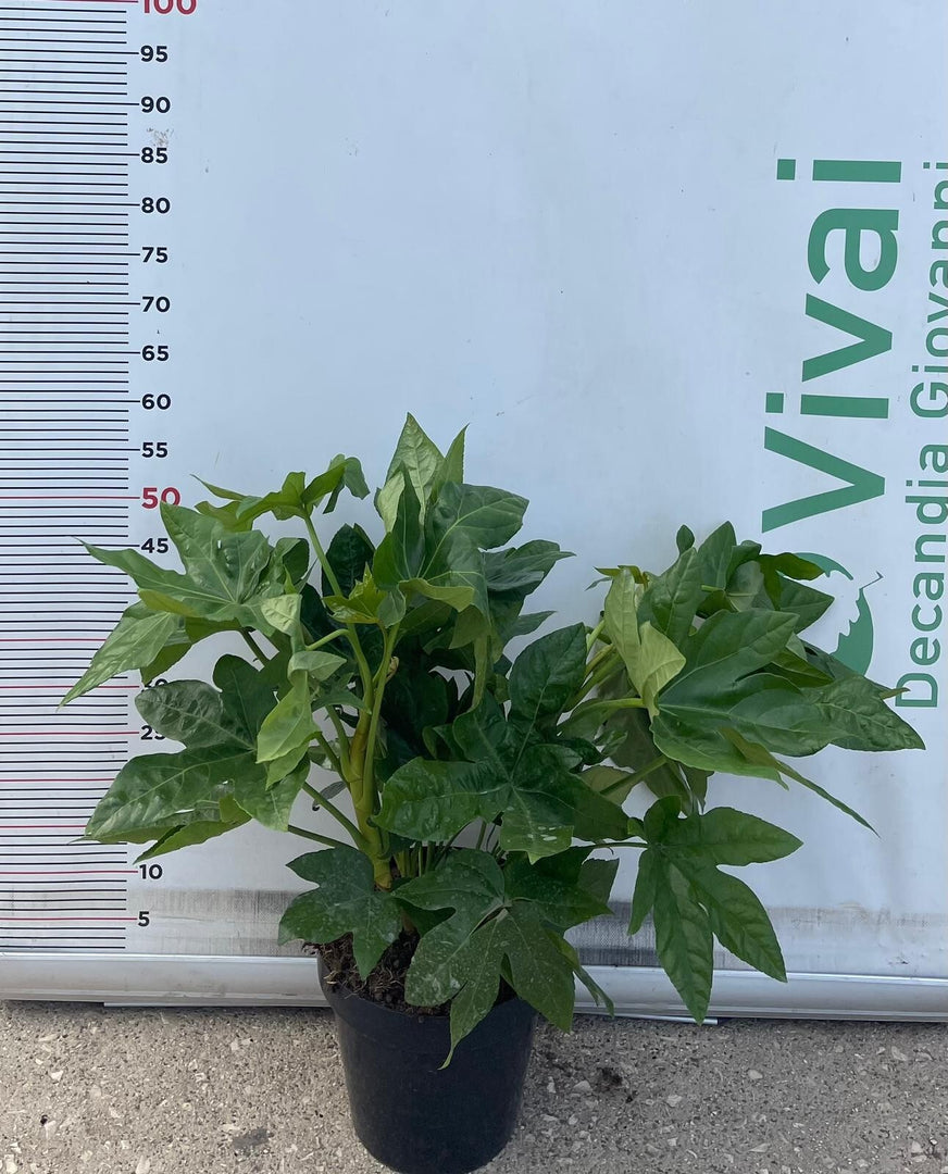 PIANTA DI FATSIA JAPONICA O ARALIA IN VASO 23 CM DEPURATRICE D'ARIA