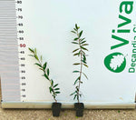 Carica immagine nel visualizzatore Galleria, N.2 PIANTA DI ULIVO LECCINO ALTEZZA 50/60 CM vaso 10 cm  (foto reali) ANNI 1