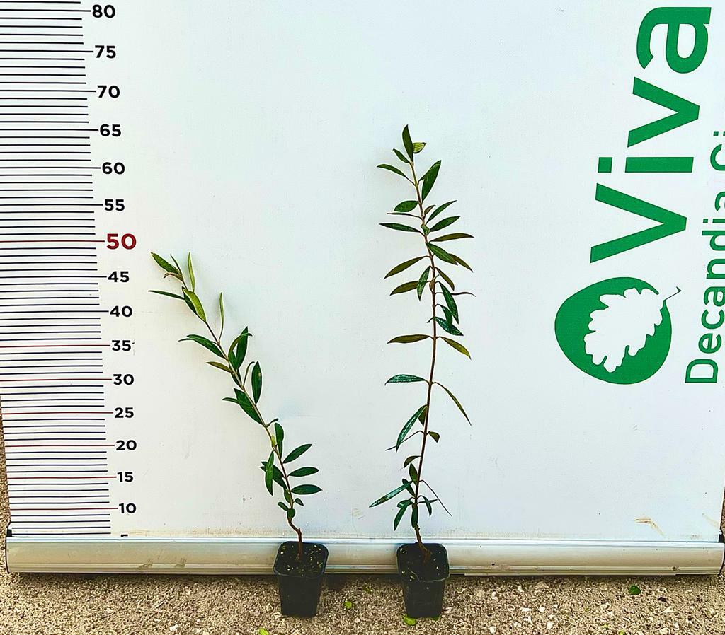 N.2 PIANTA DI ULIVO LECCINO ALTEZZA 50/60 CM vaso 10 cm  (foto reali) ANNI 1