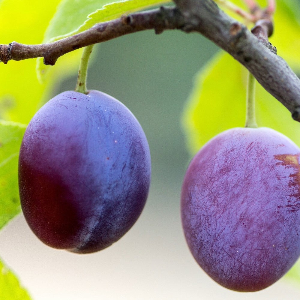 PIANTA DA FRUTTO SUSINO BLUFREE in vaso 20 età 2/3 anni (foto reali)
