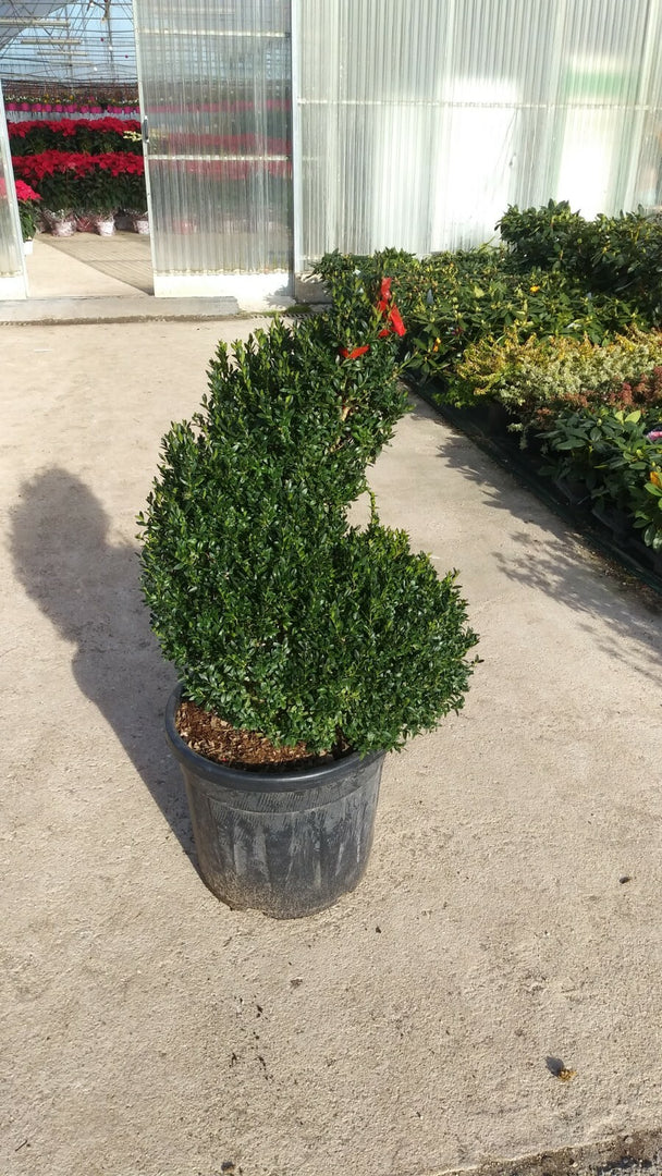 PIANTA DI BUXUS SEMPERVIRENS ARBORESCENS A SPIRALE vaso cm 45 (foto reale)