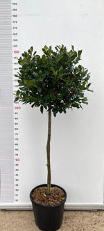 Carica immagine nel visualizzatore Galleria, PIANTA DI AGRIFOGLIO MUTCHAGARA NELLY STEVENS 1/2 FUSTO VASO CLT 18 (foto reali)