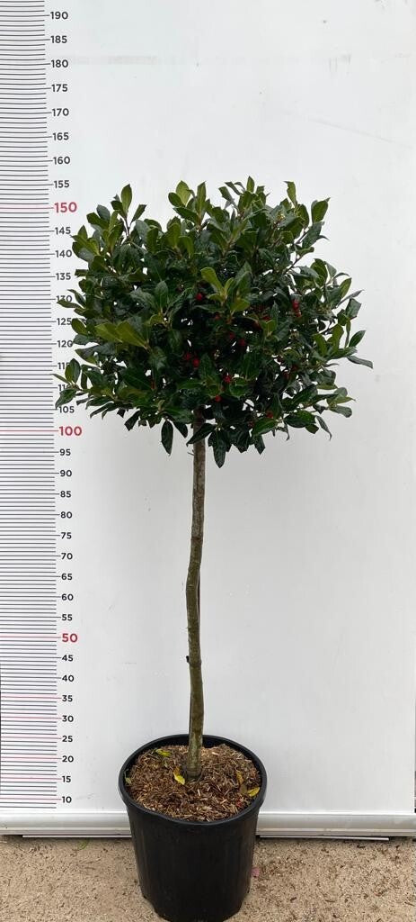 PIANTA DI AGRIFOGLIO MUTCHAGARA NELLY STEVENS 1/2 FUSTO VASO CLT 18 (foto reali)