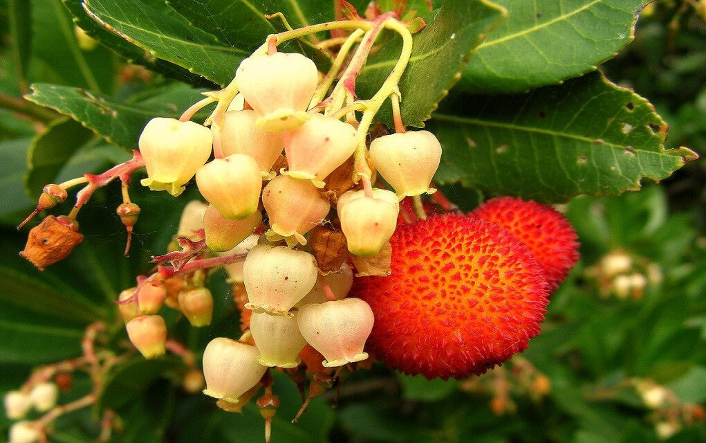 PIANTA DI CORBEZZOLO CESPUGLIO ARBUTUS UNEDO VASO 35  (foto reale)