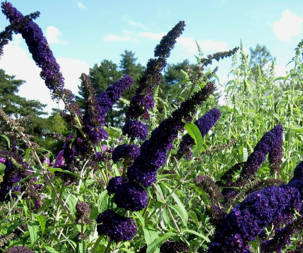 PIANTA DI BUDDLEJA IN VASO 18 CM ALBERO DELLA FARFALLA colori mix