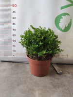 Carica immagine nel visualizzatore Galleria, PIANTA DI CUPHEA HYSSOPIFOLIA VASO CM 22  (foto reale) FIORE VIOLA