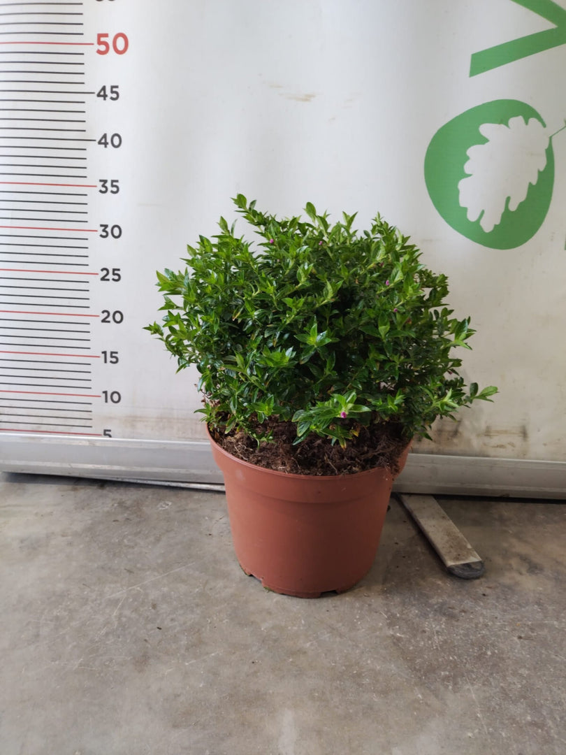 PIANTA DI CUPHEA HYSSOPIFOLIA VASO CM 22  (foto reale) FIORE VIOLA
