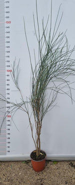 Carica immagine nel visualizzatore Galleria, PIANTA DI SPARTIUM JUNCEUM  IN VASO 18 CM (foto reale) GINESTRA
