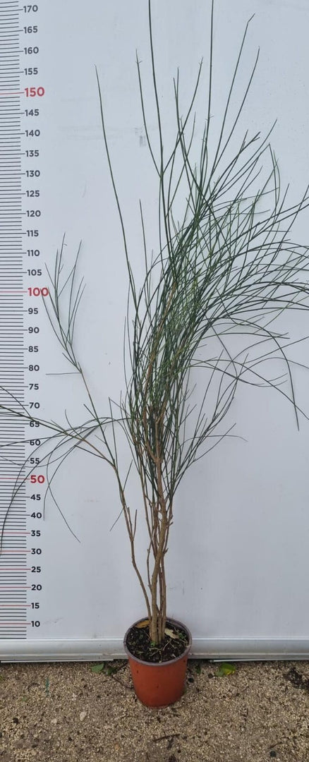 PIANTA DI SPARTIUM JUNCEUM  IN VASO 18 CM (foto reale) GINESTRA