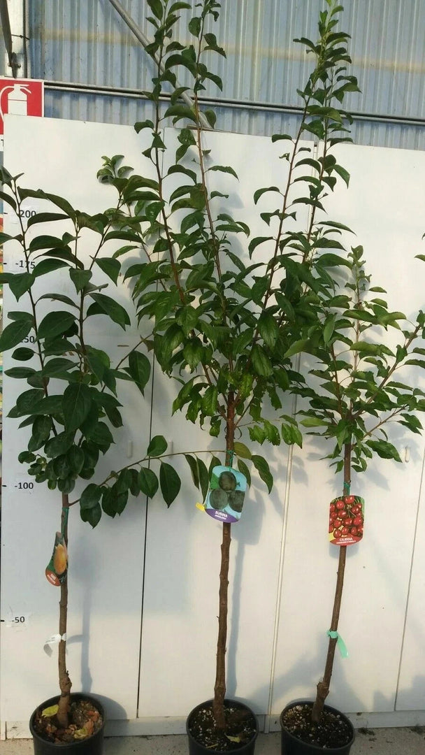 PIANTA DA FRUTTO ALBICOCCA REALE D'IMOLA in vaso 24 - età 3/4 anni