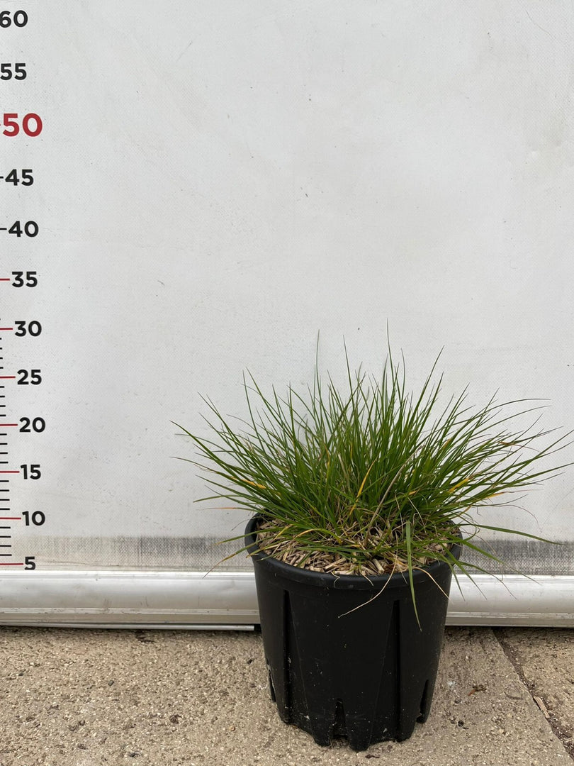 PENNISETUM 'LITTLE BUNNY' VASO 15 pianta graminacea erbacea perenne