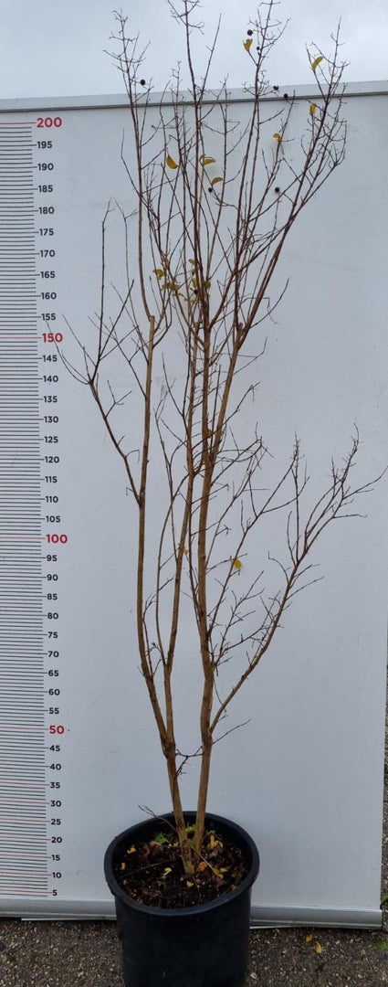 PIANTA DI LAGERSTROEMIA INDICA IN VASO 33 (foto reali) MIRTO CRESPO
