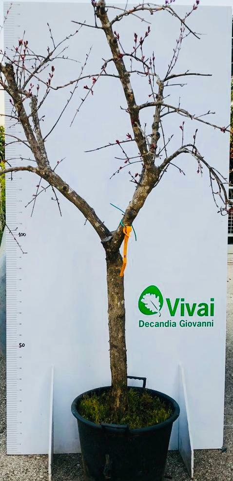 PIANTA DI MELOGRANO MOLLAR (SENZA SEMI) apireno altezza cm 180/190cm in mastello