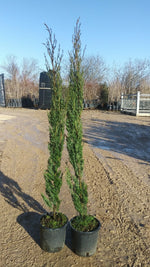 Carica immagine nel visualizzatore Galleria, PIANTA DI CUPRESSUS SEMPER.PYRAMIDALIS  "STRICTA" VASO 18 CM 60/80