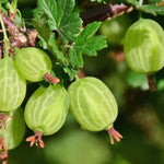 Carica immagine nel visualizzatore Galleria, PIANTA DI UVA SPINA VERDE in vaso 16/18 (foto reali)