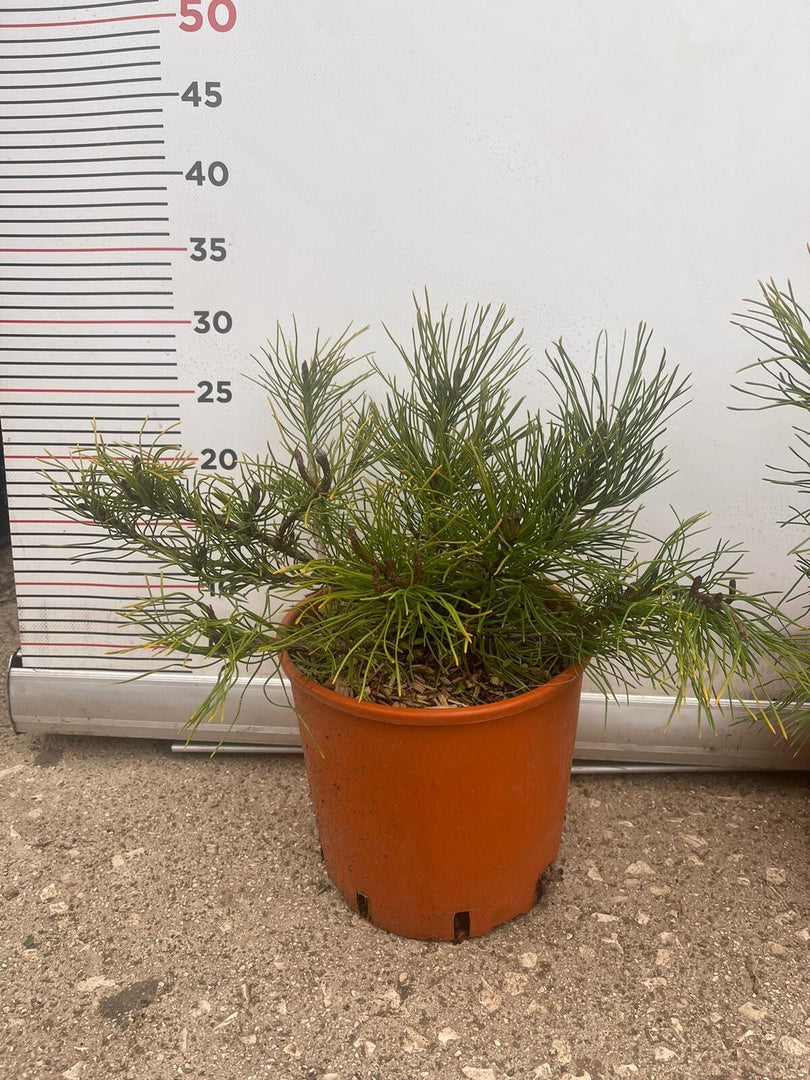 PIANTA DI PINUS MUGO VASO 18 CM CESPUGLIO  (foto reale) PINO MUGO