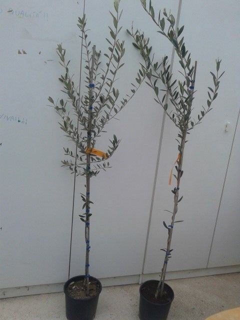 PIANTA DI ULIVO PASOLA DI ANDRIA in vaso 20/fitocella età 2/3 anni (foto reali)
