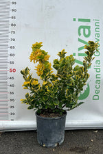 Carica immagine nel visualizzatore Galleria, PIANTA DI EUONYMUS JAPONICA AUREA IN VASO CM 18