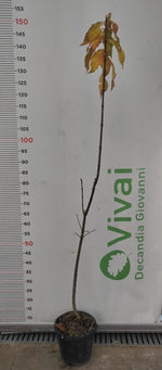 Carica immagine nel visualizzatore Galleria, PIANTA DI EUONYMUS EUROPAEUS  IN VASO CM 18 (foto reali)