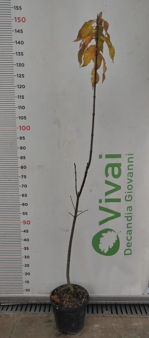 PIANTA DI EUONYMUS EUROPAEUS  IN VASO CM 18 (foto reali)