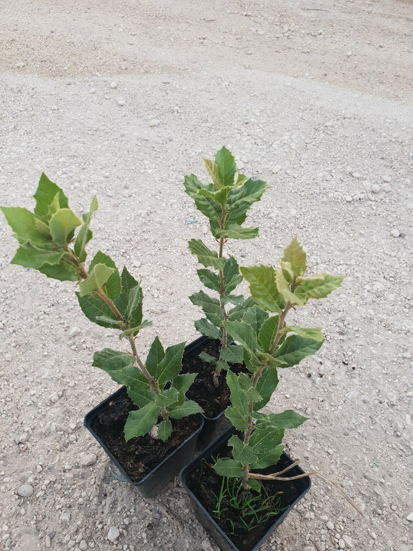 N. 24 PIANTE DI QUERCIA "LECCIO " cm 30/40 in vaso 10 (foto reali) quercus ilex