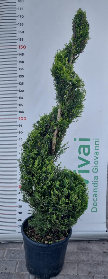 PIANTA DI CUPRESSOCYPARIS LEYLANDII SPIRALE V.30 H150/170 CM(FOTO REALI)