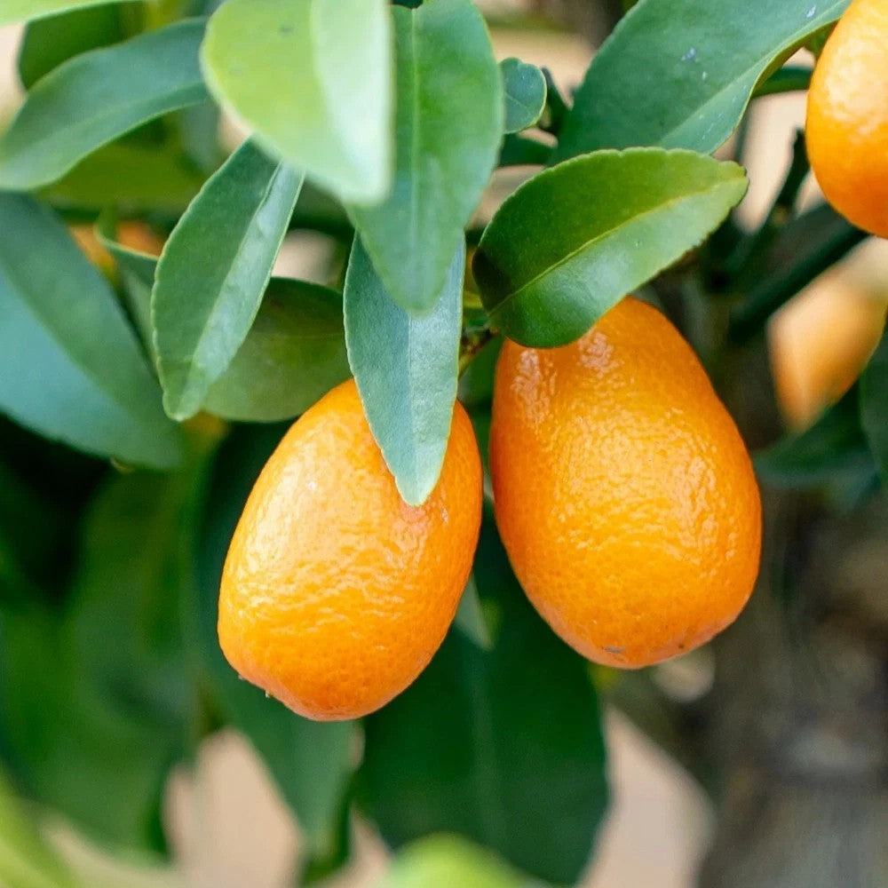 PIANTA DI KUMQUAT a spalliera in vaso 20 (foto reali)