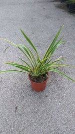 Carica immagine nel visualizzatore Galleria, PIANTA DI PHORMIUM TENAX VARIEGATO V.24 cm ALTEZZA 50 CM (foto reali)