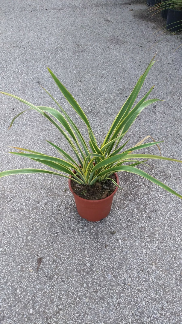 PIANTA DI PHORMIUM TENAX VARIEGATO V.24 cm ALTEZZA 50 CM (foto reali)