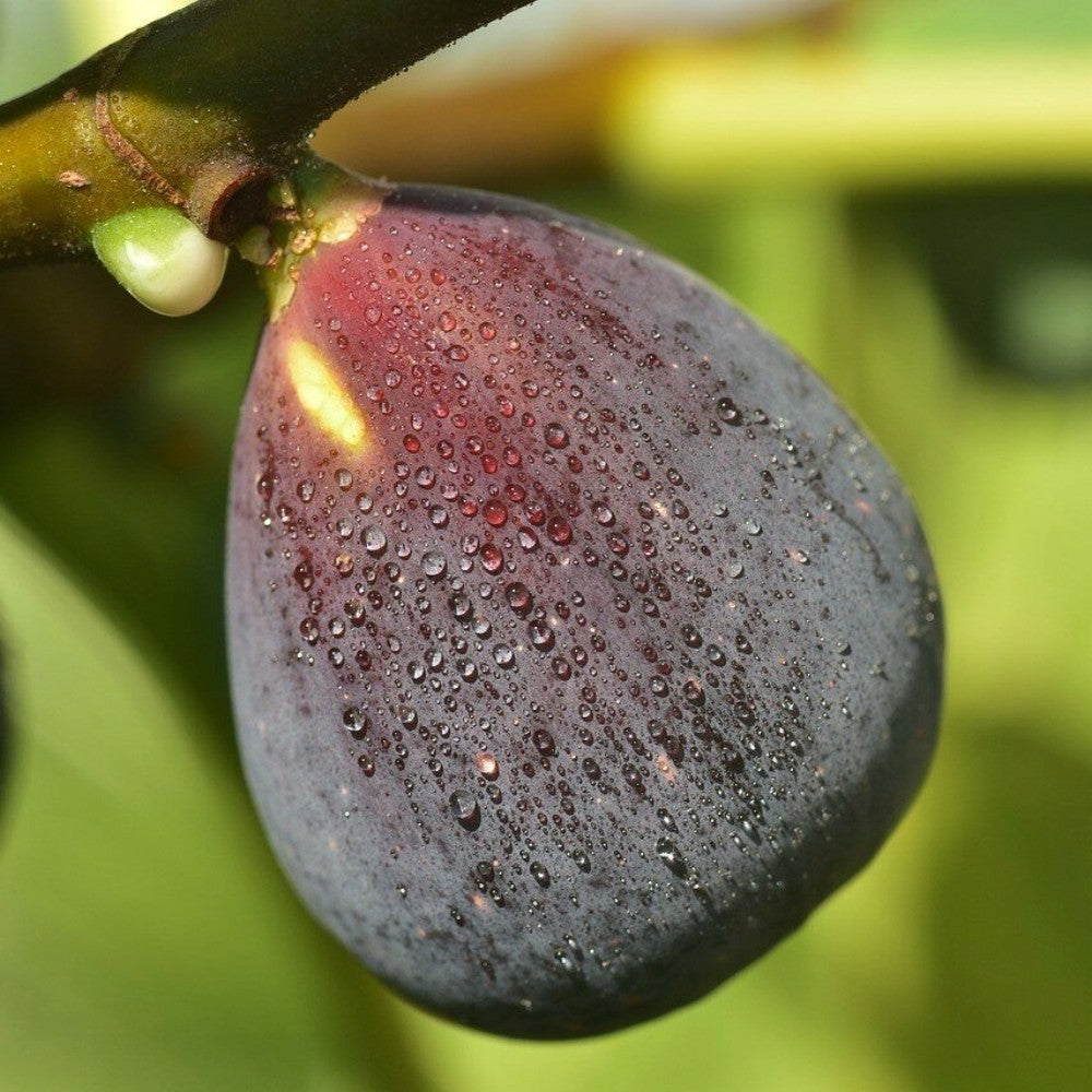 PIANTA DA FRUTTO FICO BROGIOTTO NERO in vaso 20 età 2/3 anni