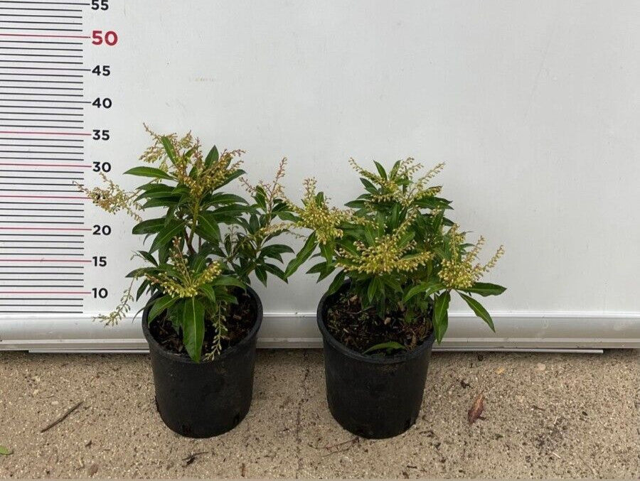 PIANTA DI PIERIS FOREST FLAME VASO CLT 3 ALTEZZA 30/40 CM   (foto reale)