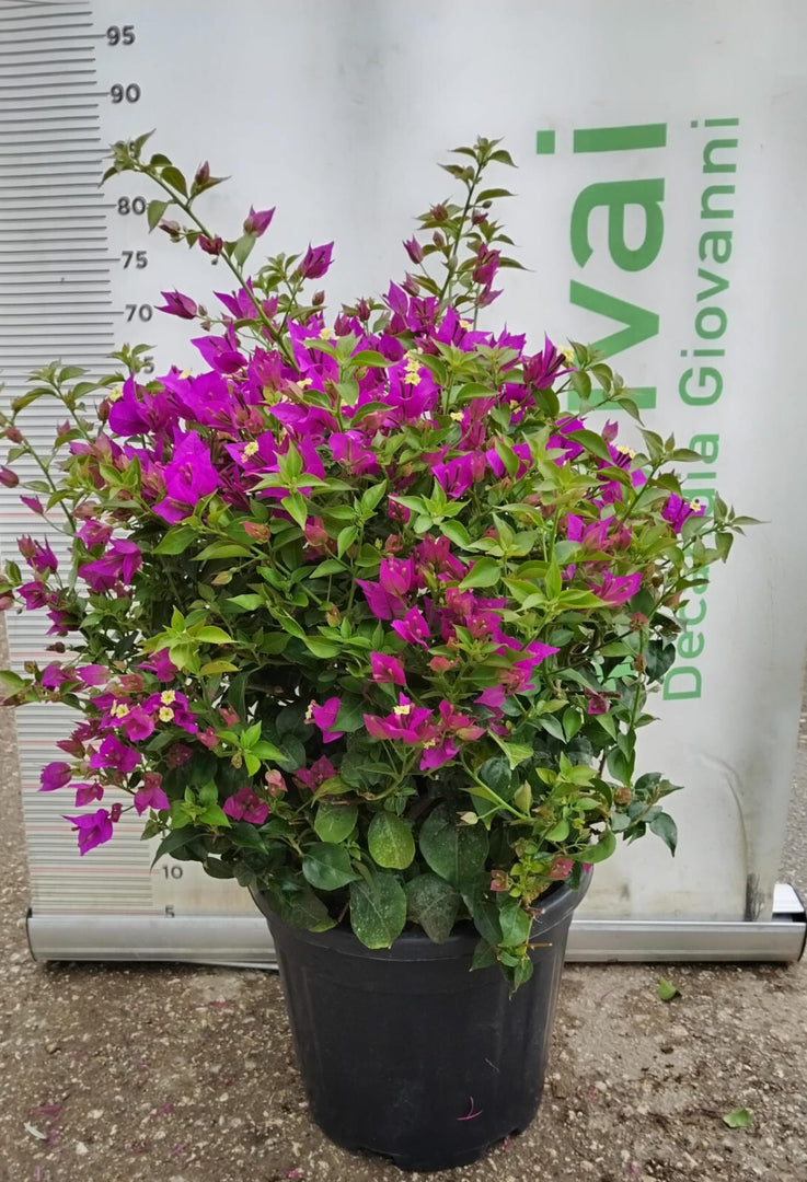 PIANTA DI BOUGANVILLEA SANDERIANA V. 30 -