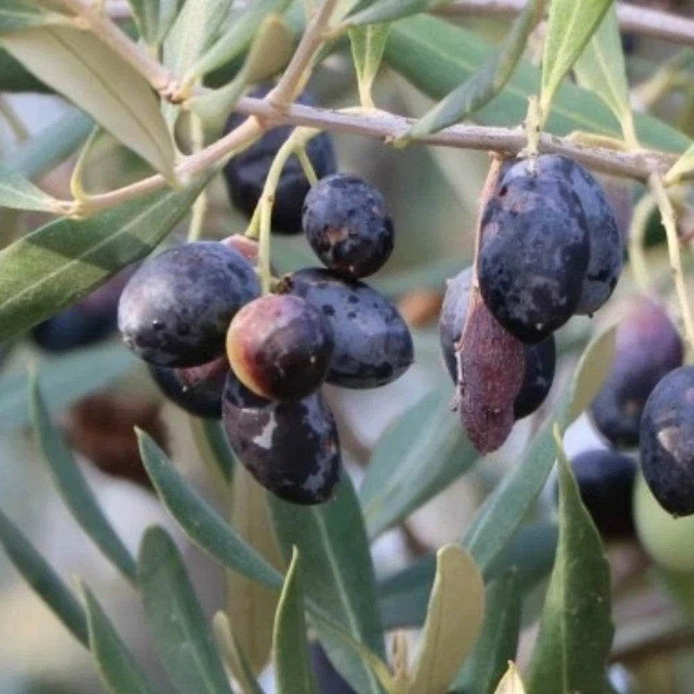 PIANTA DI ULIVO CIMA DI MOLA in vaso 20/fitocella - età 2/3 anni (foto reali)