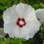Carica immagine nel visualizzatore Galleria, PIANTA DI HIBISCUS SYRIACUS VASO 16 ALTEZZA 30/40 cm COLORI MIX